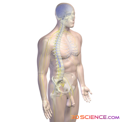 nervous system graphic